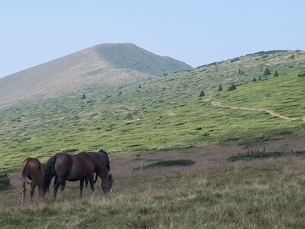 trek-kom-peak-summer