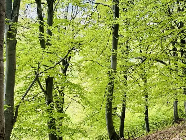 trek-svishti-plaz